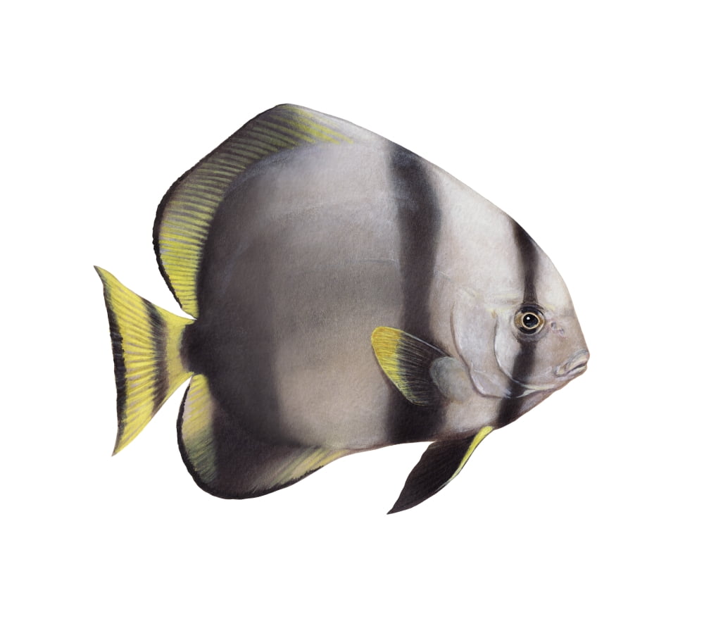 Illustration of a batfish white background Canvas Art - Carlyn IversonStocktrek Images (30 x 27)