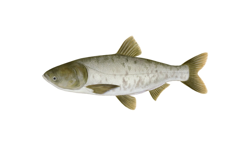 Illustration of a bighead carp freshwater fish Canvas Art - Carlyn IversonStocktrek Images (35 x 23)