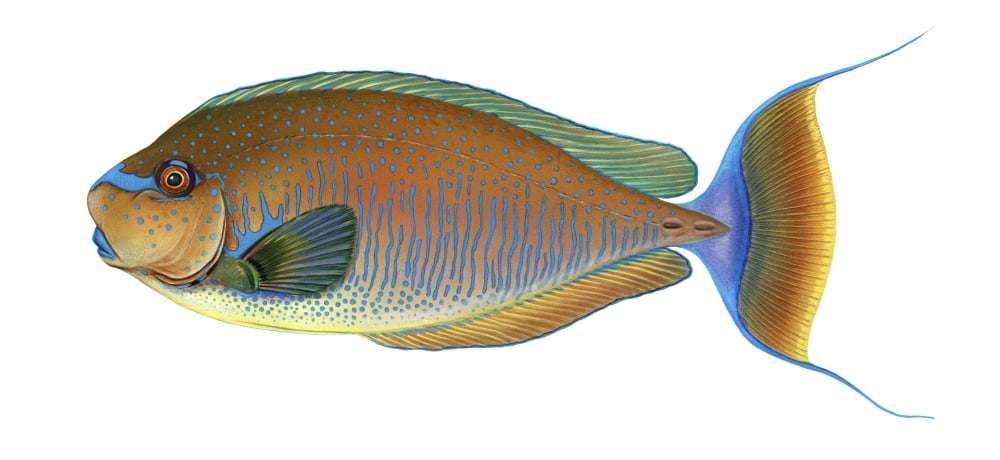 Illustration of a bignose unicornfish (Naso vlamingii) Canvas Art - Carlyn IversonStocktrek Images (21 x 10)