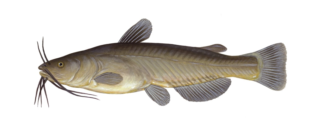 Illustration of a black bullhead (Ameiurus melas) species of catfish Canvas Art - Carlyn IversonStocktrek Images (22 x 10)