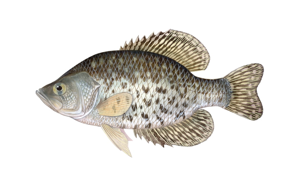 Illustration of a black crappie freshwater fish Canvas Art - Carlyn IversonStocktrek Images (18 x 12)