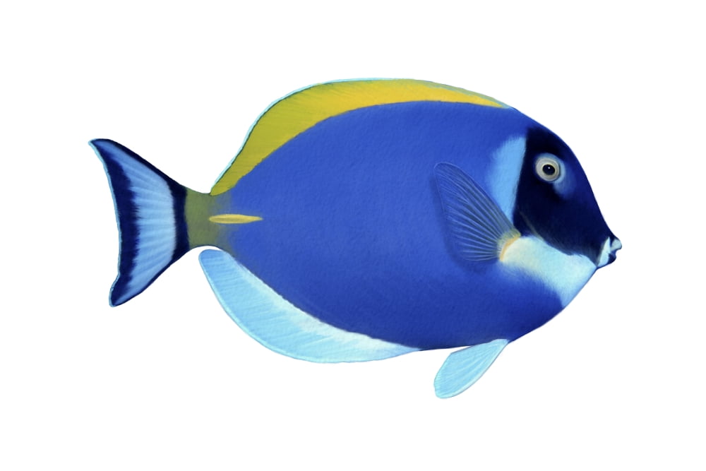 Illustration of a blue surgeonfish white background Canvas Art - Carlyn IversonStocktrek Images (35 x 24)