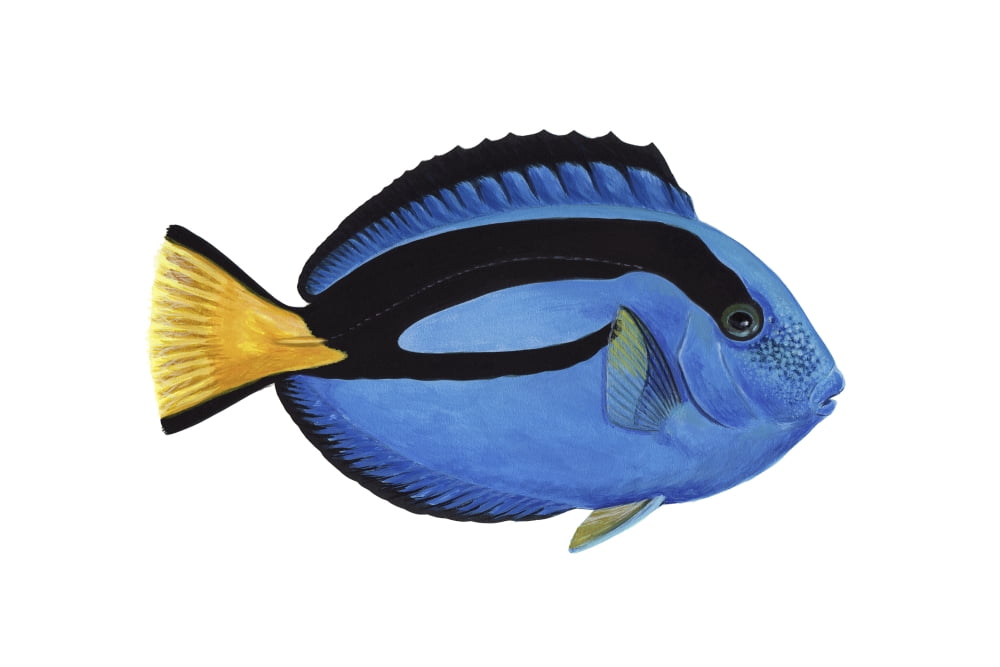 Illustration of a blue tang fish (Paracanthurus hepatus) Canvas Art - Carlyn IversonStocktrek Images (18 x 12)