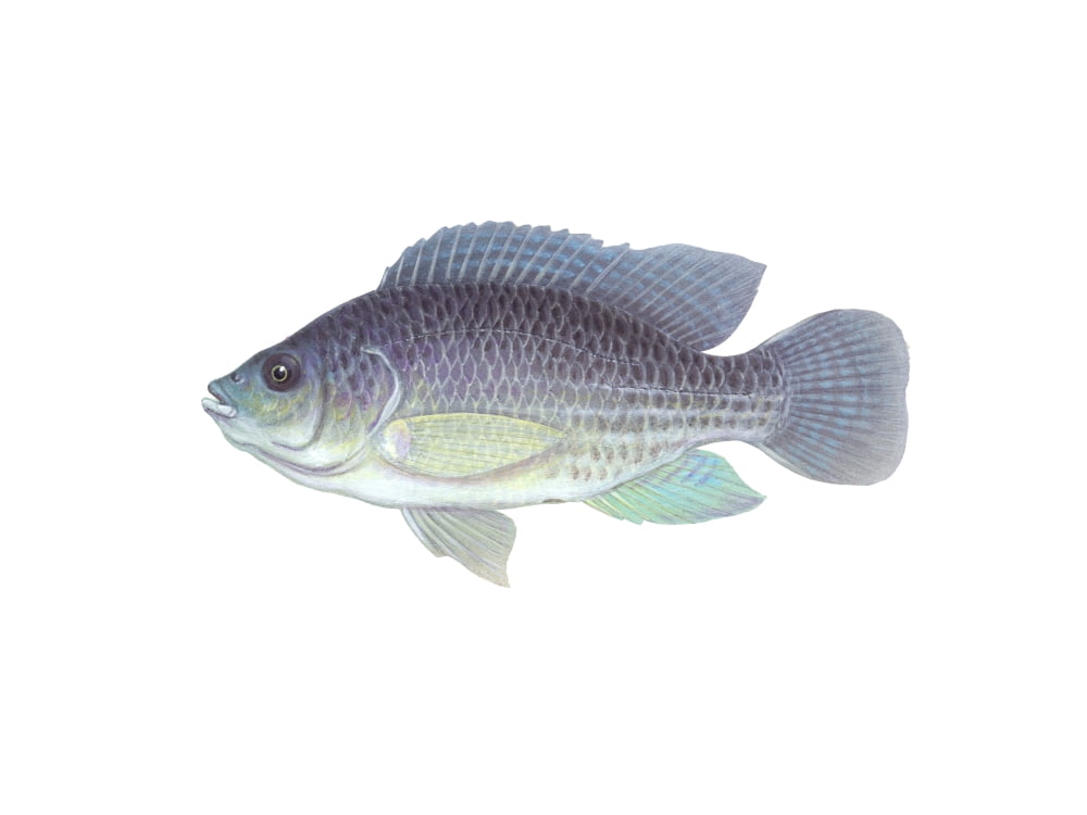 Illustration of a blue tilapia (Oreochromis aureus) Canvas Art - Carlyn IversonStocktrek Images (16 x 12)