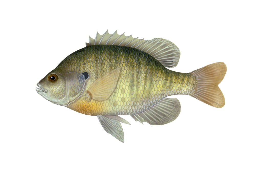 Illustration of a bluegill freshwater fish Canvas Art - Carlyn IversonStocktrek Images (17 x 12)