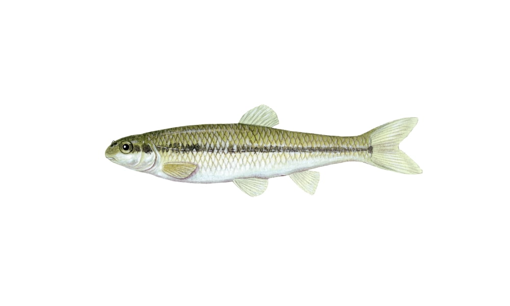 Illustration of a bluntnose minnow (Pimephales notatus) Canvas Art - Carlyn IversonStocktrek Images (36 x 22)