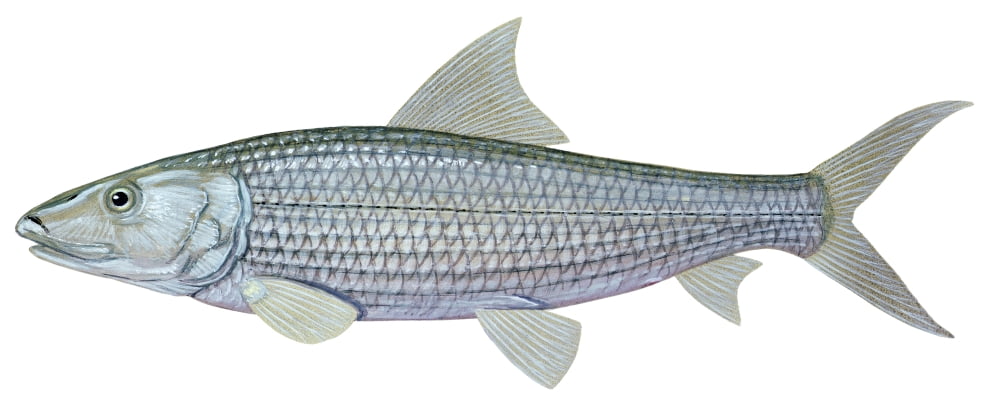 Illustration of a bonefish (Albula vulpes) Canvas Art - Carlyn IversonStocktrek Images (44 x 18)