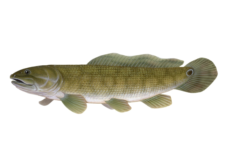 Illustration of a bowfin (Amia calva) freshwater fish Canvas Art - Carlyn IversonStocktrek Images (35 x 24)