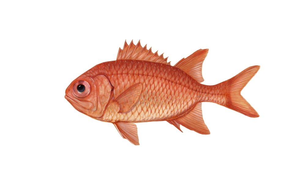 Illustration of a brick soldierfish (Myripristis amaena) Canvas Art - Carlyn IversonStocktrek Images (18 x 12)