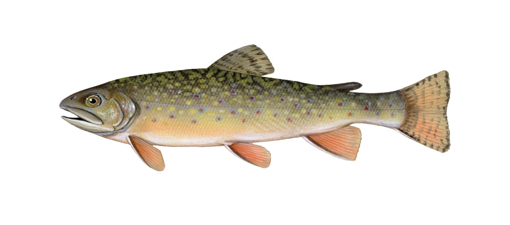 Illustration of a brook trout (Salvelinus fontinalis) Canvas Art - Carlyn IversonStocktrek Images (42 x 19)