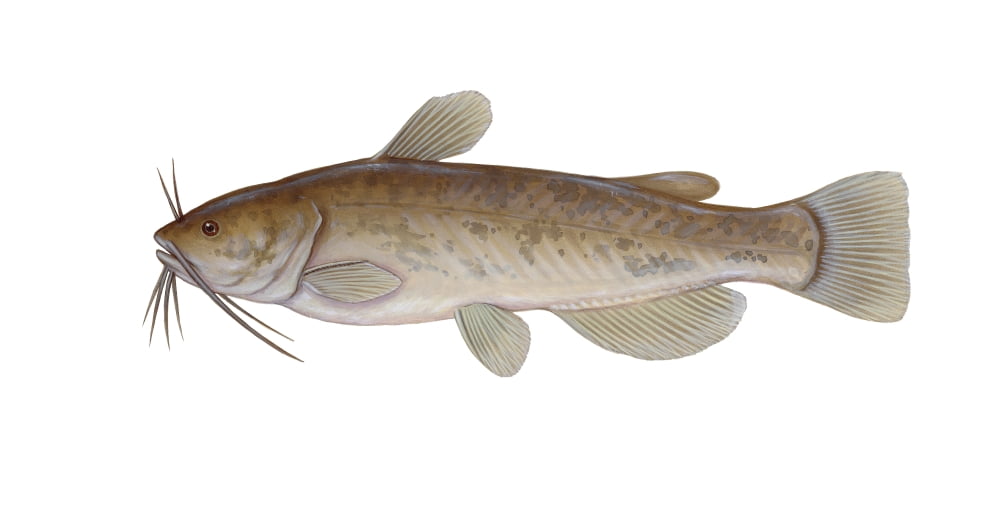 Illustration of a brown bullhead (Ameiurus nebulosus) Canvas Art - Carlyn IversonStocktrek Images (40 x 21)