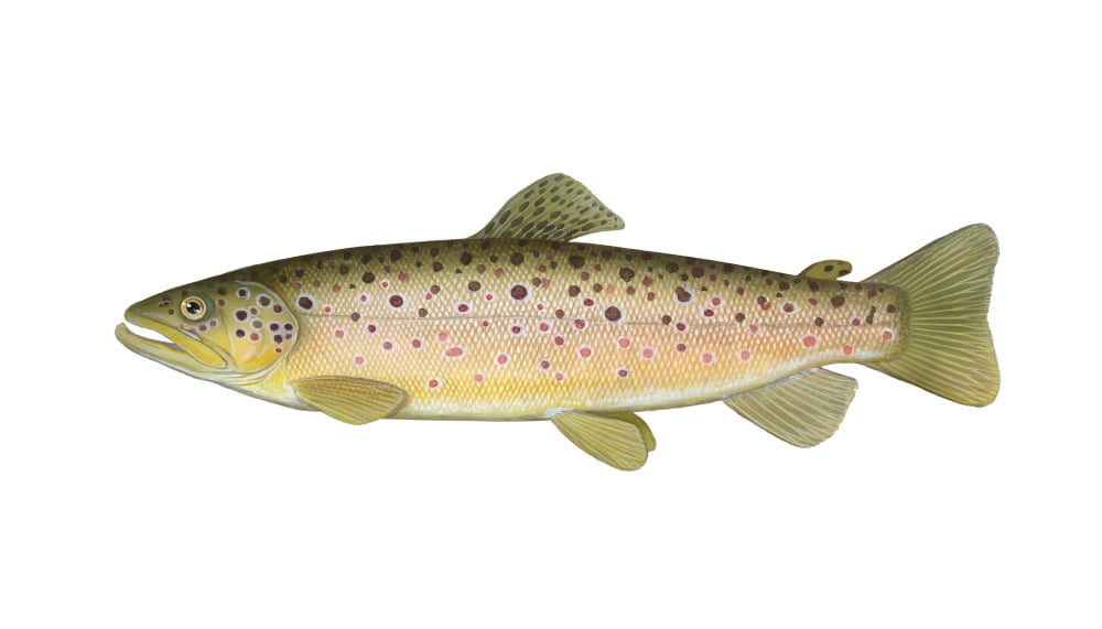 Illustration of a brown trout (Salmo trutta) Canvas Art - Carlyn IversonStocktrek Images (19 x 11)