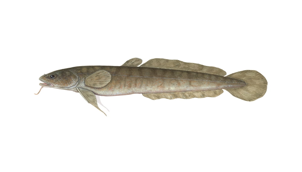 Illustration of a burbot (Lota lota) freshwater fish Canvas Art - Carlyn IversonStocktrek Images (19 x 11)