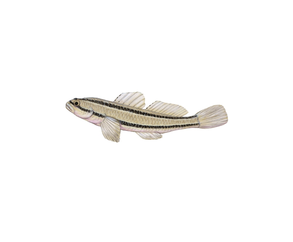 Illustration of a chameleon goby (Tridentiger trigonocephalus) Canvas Art - Carlyn IversonStocktrek Images (16 x 13)