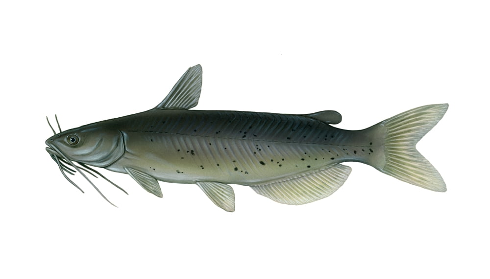 Illustration of a channel catfish (Ictalurus punctatus) Canvas Art - Carlyn IversonStocktrek Images (38 x 22)