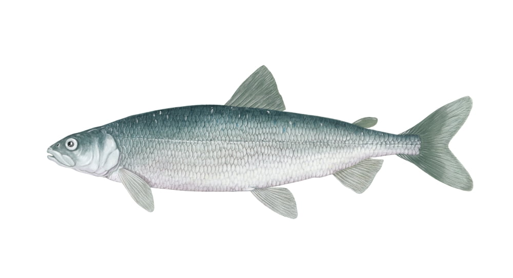 Illustration of a cisco freshwater whitefish Canvas Art - Carlyn IversonStocktrek Images (39 x 21)