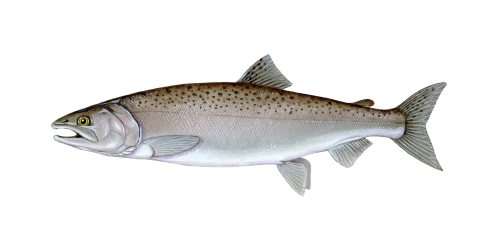 Illustration of a coho salmon (Oncorhynchus kisutch) Canvas Art - Carlyn IversonStocktrek Images (20 x 10)