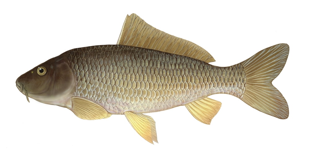 Illustration of a common carp (Cyprinus carpio) freshwater fish Canvas Art - Carlyn IversonStocktrek Images (20 x 11)