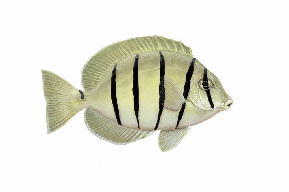 Illustration of a convict tang fish (Acanthurus triostegus) Canvas Art - Carlyn IversonStocktrek Images (35 x 23)