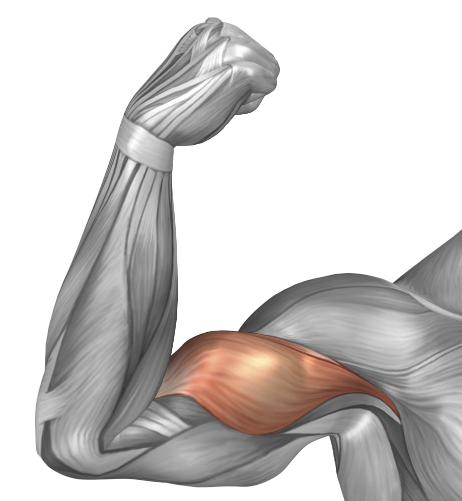 Illustration of a flexed arm showing bicep muscle Canvas Art - Stocktrek Images (28 x 30)