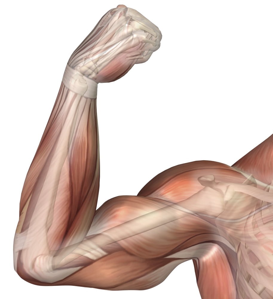Illustration of a flexed arm showing human bicep muscle Canvas Art - Stocktrek Images (28 x 30)