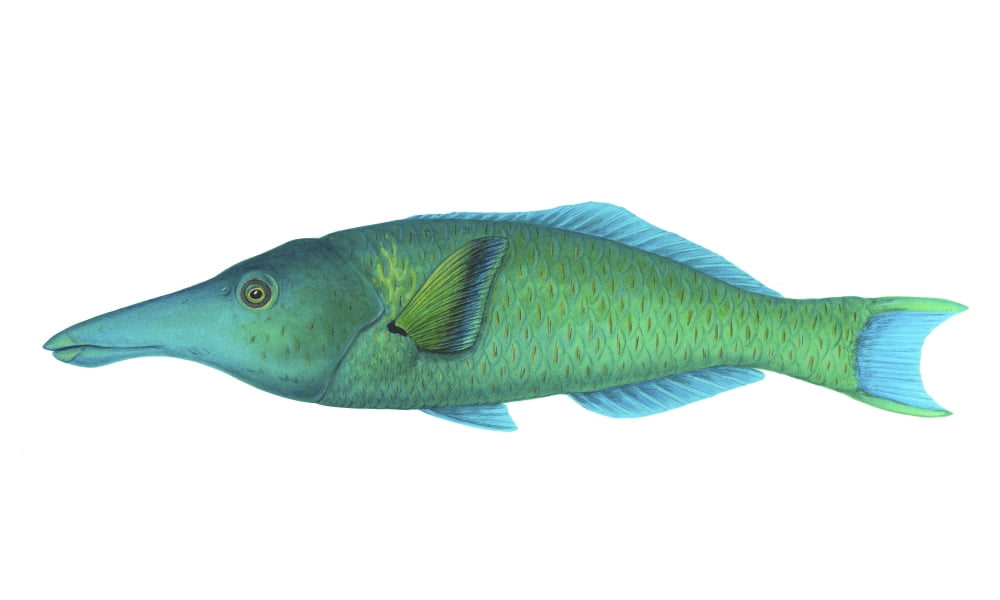Illustration of a green bird wrasse (Gomphosus varius) Canvas Art - Carlyn IversonStocktrek Images (37 x 22)