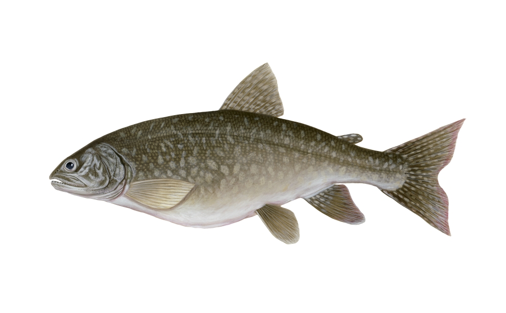 Illustration of a lake trout (Salvelinus namaycush) Canvas Art - Carlyn IversonStocktrek Images (18 x 12)