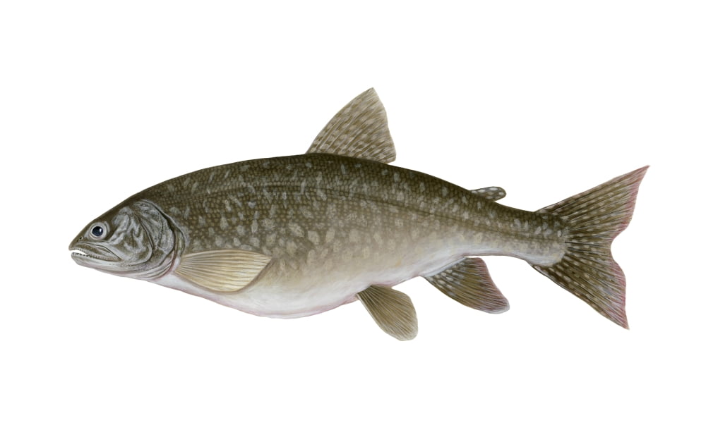 Illustration of a lake trout (Salvelinus namaycush) Canvas Art - Carlyn IversonStocktrek Images (36 x 23)