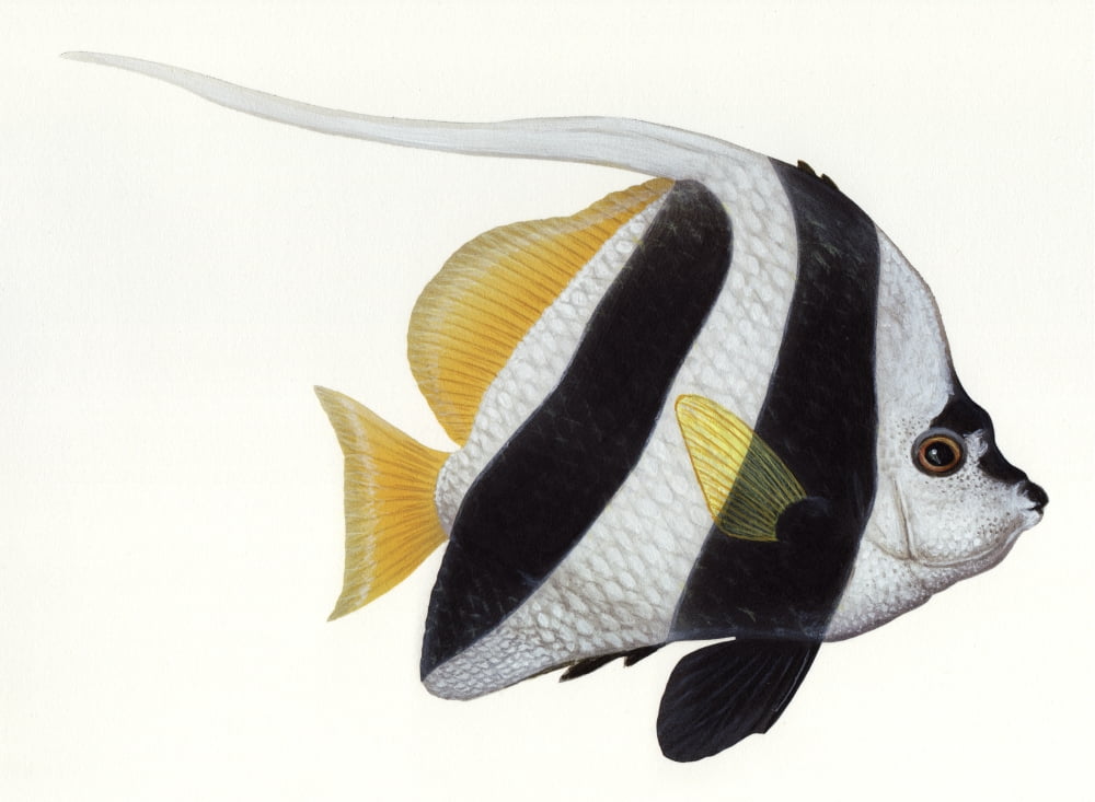 Illustration of a pennant coralfish (Heniochus acuminatus) Canvas Art - Carlyn IversonStocktrek Images (33 x 25)