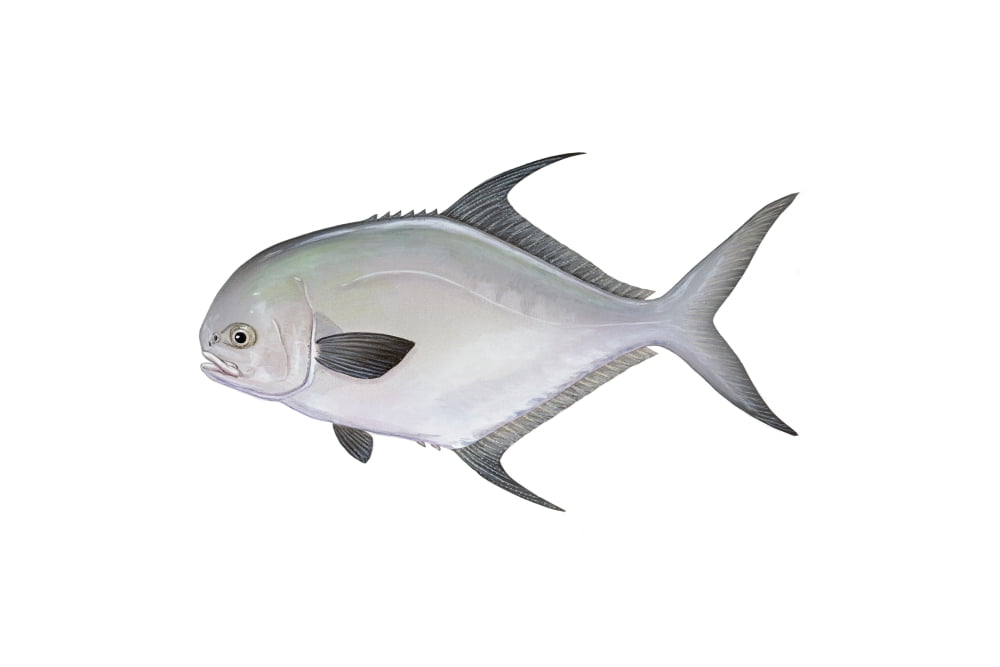 Illustration of a permit fish (Trachinotus falcatus) Canvas Art - Carlyn IversonStocktrek Images (18 x 12)