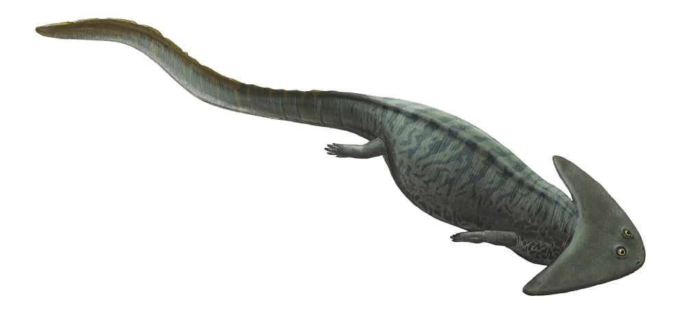 Illustration of a prehistoric era Diplocaulus Canvas Art - Sergey KrasovskiyStocktrek Images (41 x 19)