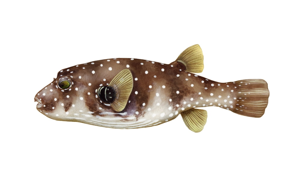 Illustration of a pufferfish white background Canvas Art - Carlyn IversonStocktrek Images (19 x 11)
