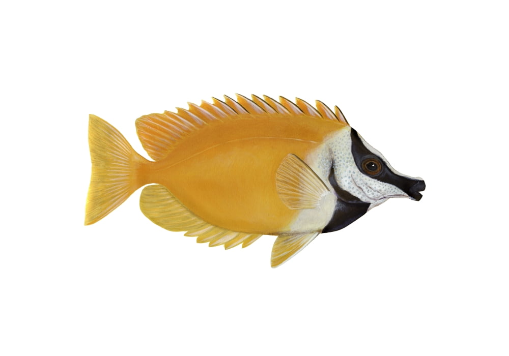 Illustration of a rabbit fish white background Canvas Art - Carlyn IversonStocktrek Images (17 x 12)
