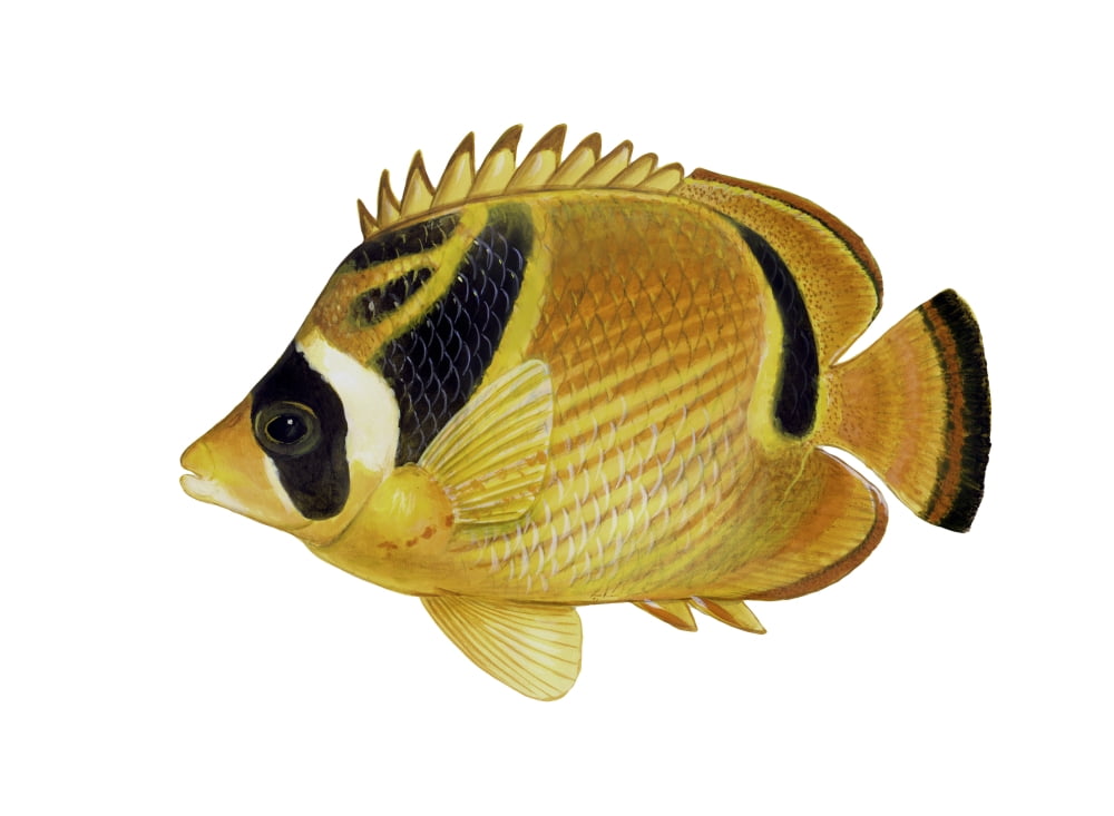 Illustration of a raccoon butterflyfish (Chaetodon lunula) Canvas Art - Carlyn IversonStocktrek Images (34 x 25)