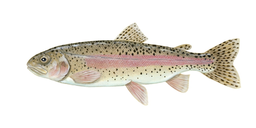 Illustration of a rainbow trout (Oncorhynchus mykiss) Canvas Art - Carlyn IversonStocktrek Images (20 x 10)