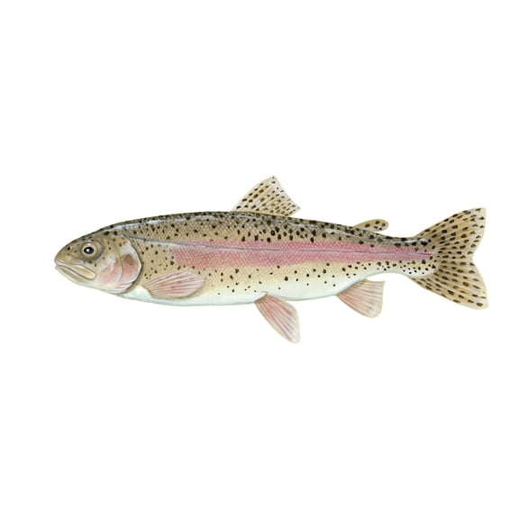 Illustration of a rainbow trout (Oncorhynchus mykiss) Canvas Art - Carlyn IversonStocktrek Images (20 x 10)
