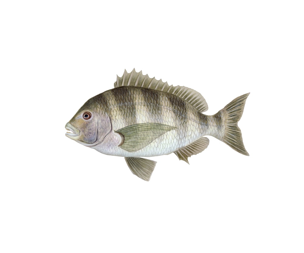 Illustration of a sheepshead (Archosargus probatocephalus) Canvas Art - Carlyn IversonStocktrek Images (16 x 13)