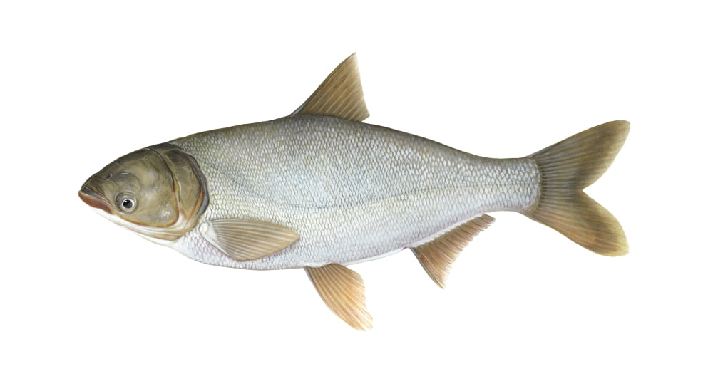 Illustration of a silver carp (Hypophthalmichthys molitrix) Canvas Art - Carlyn IversonStocktrek Images (19 x 11)