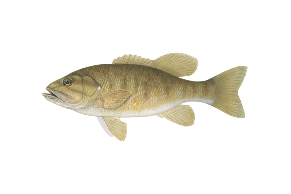 Illustration of a smallmouth bass (Micropterus dolomieu) Canvas Art - Carlyn IversonStocktrek Images (34 x 23)