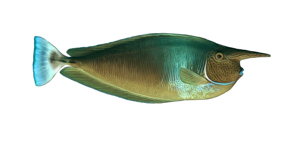 Illustration of a spotted unicornfish (Naso brevirostris) Canvas Art - Carlyn IversonStocktrek Images (41 x 20)