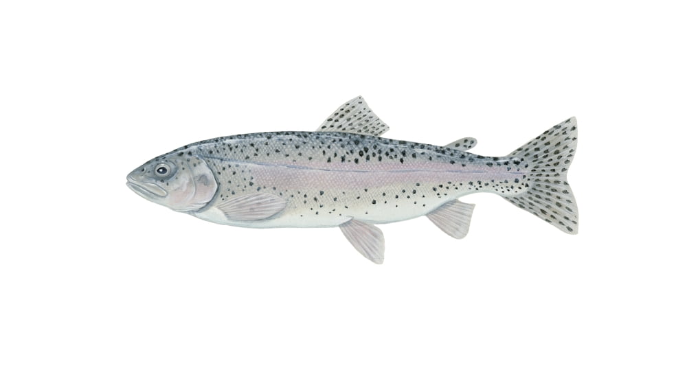 Illustration of a steelhead trout (Oncorhynchus mykiss) Canvas Art - Carlyn IversonStocktrek Images (19 x 11)