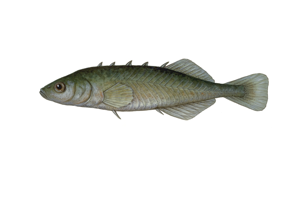 Illustration of a stickleback fish white background Canvas Art - Carlyn IversonStocktrek Images (18 x 12)