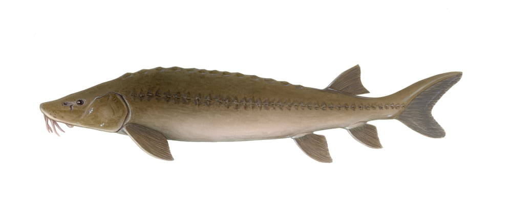 Illustration of a sturgeon (Acipenser) white background Canvas Art - Carlyn IversonStocktrek Images (43 x 19)