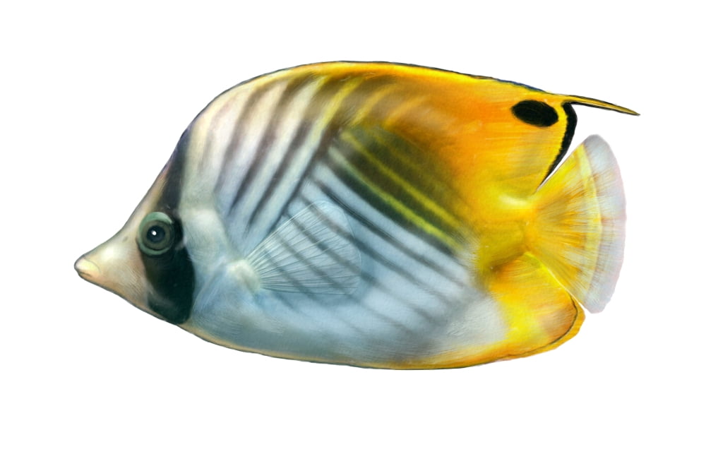 Illustration of a threadfin butterflyfish (Chaetodon auriga) Canvas Art - Carlyn IversonStocktrek Images (35 x 24)