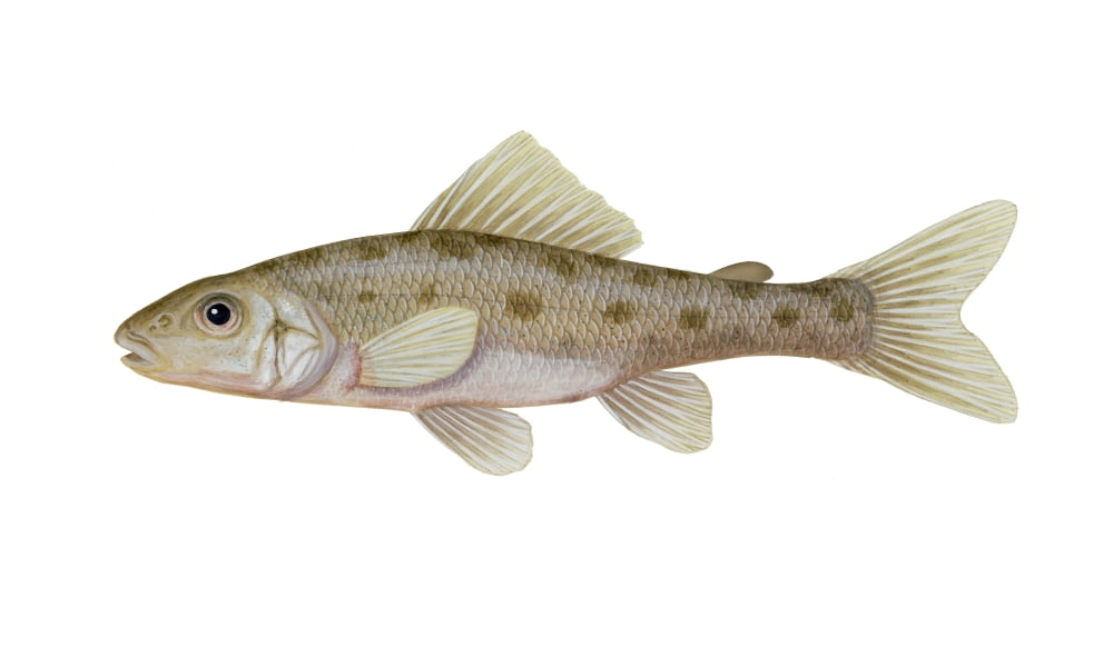 Illustration of a trout-perch (Percopsis omiscomaycus) Canvas Art - Carlyn IversonStocktrek Images (18 x 11)