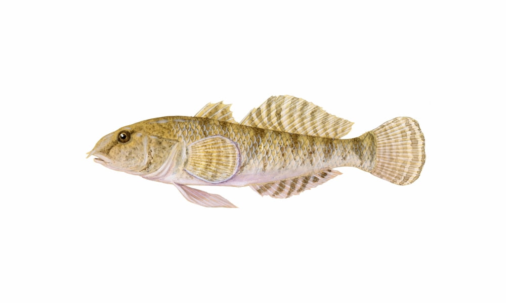Illustration of a tubenose goby (Proterorhinus) Canvas Art - Carlyn IversonStocktrek Images (36 x 22)
