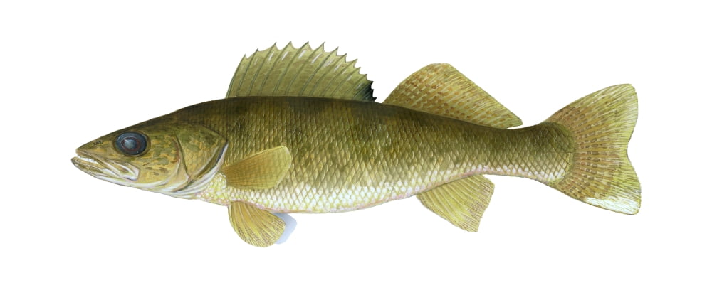 Illustration of a walleye (Sander vitreus) freshwater fish Canvas Art - Carlyn IversonStocktrek Images (43 x 19)