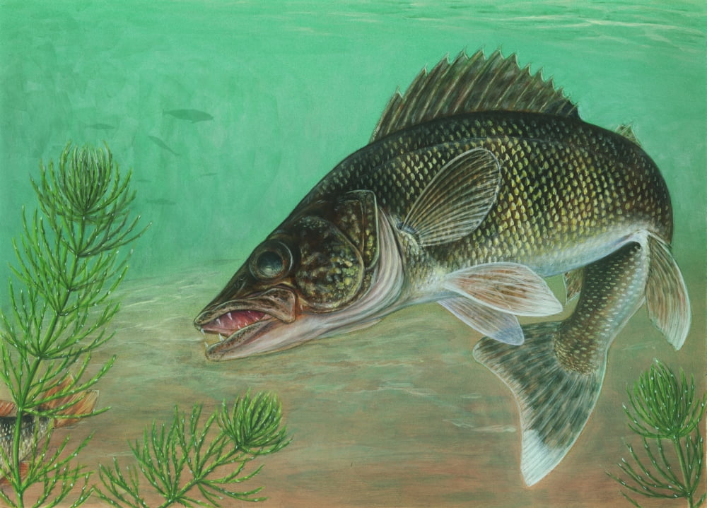 Illustration of a walleye swimming Canvas Art - Carlyn IversonStocktrek Images (34 x 24)