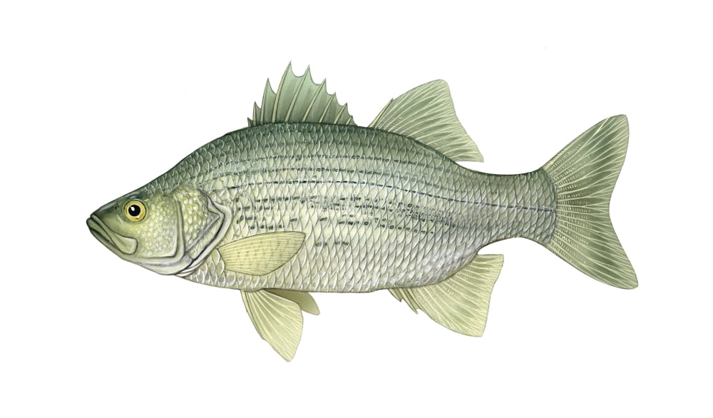 Illustration of a white bass (Morone chrysops) freshwater fish Canvas Art - Carlyn IversonStocktrek Images (19 x 11)