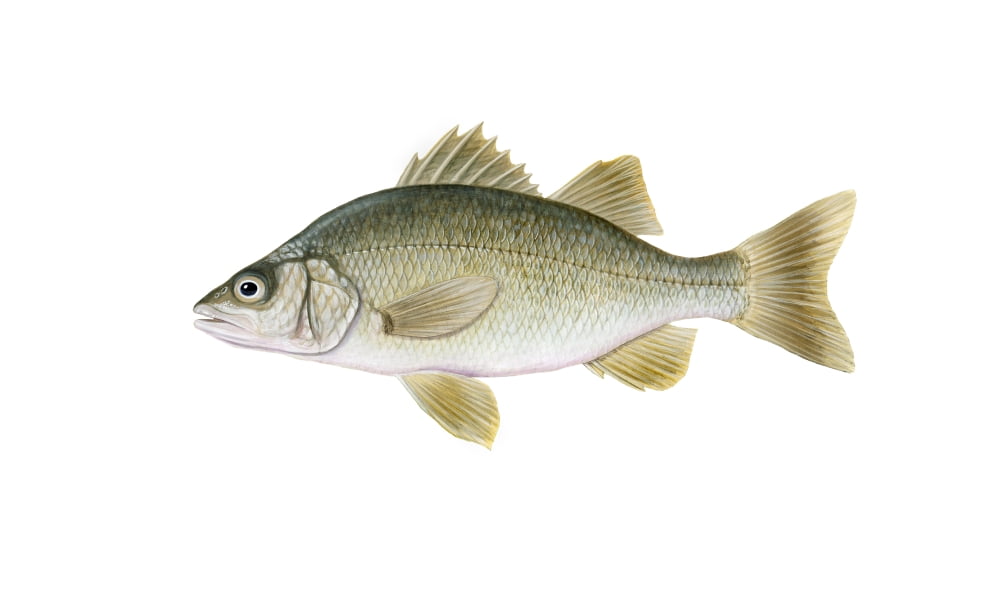 Illustration of a white perch (Morone americana) Canvas Art - Carlyn IversonStocktrek Images (18 x 11)